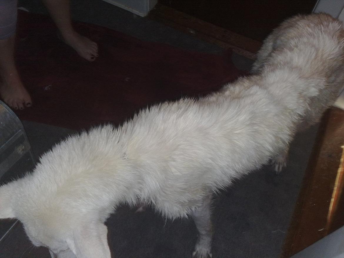 Hvid schæfer Tøsen - Har lige været i bad for første gang. billede 2