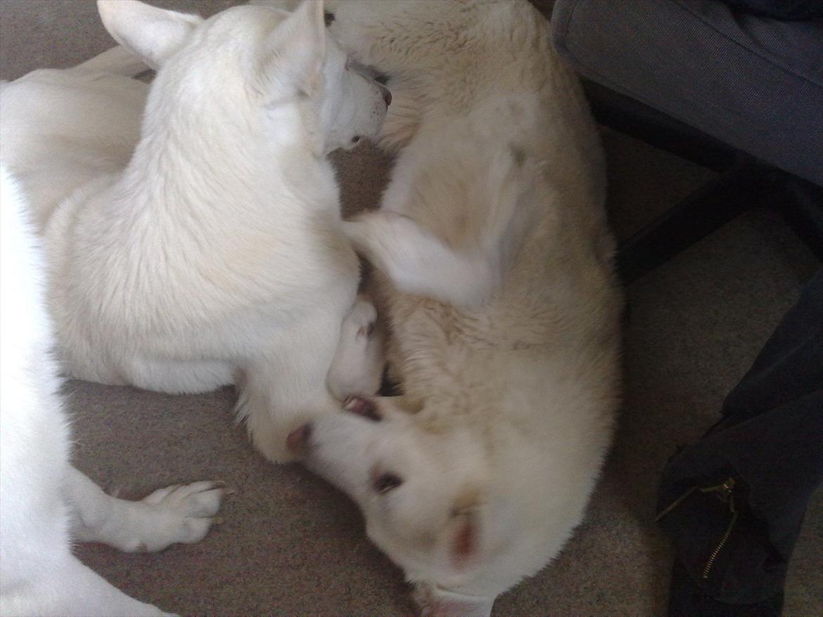 Hvid schæfer Tøsen - Leger lige med mor billede 3