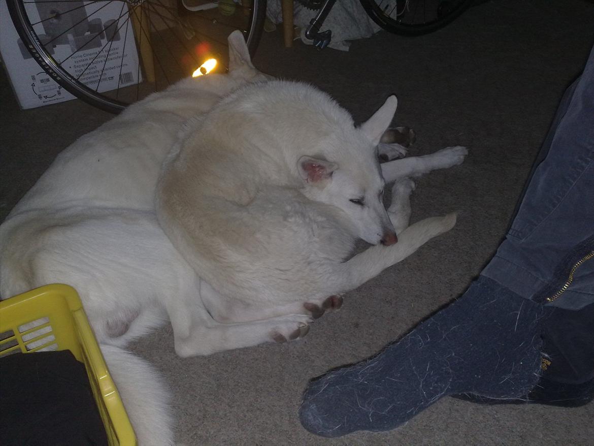 Hvid schæfer Tøsen - Ligger rigtig og putter med far. billede 4