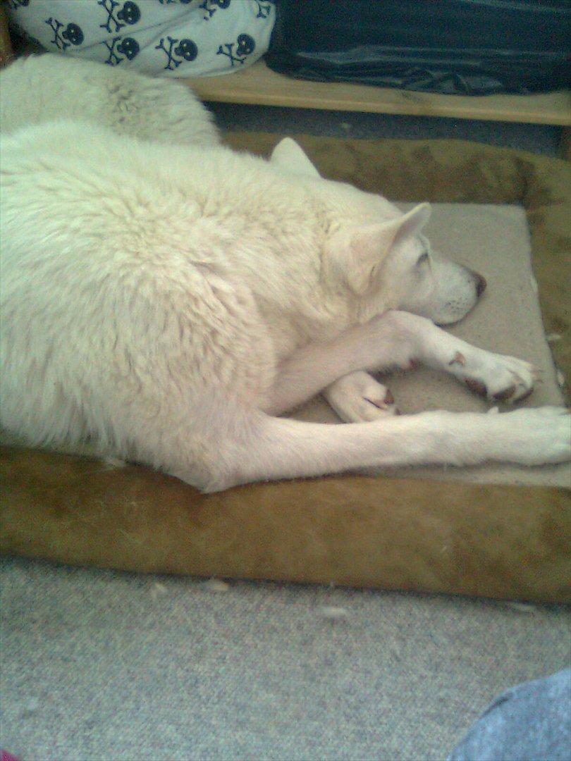 Hvid schæfer Tøsen - Sover lige så sødt billede 5