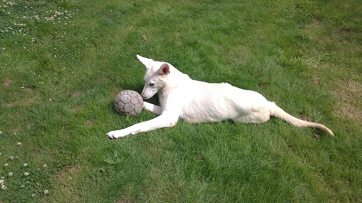 Hvid schæfer Sandy - Ligger og leget med ude i haven med mig selv. billede 1