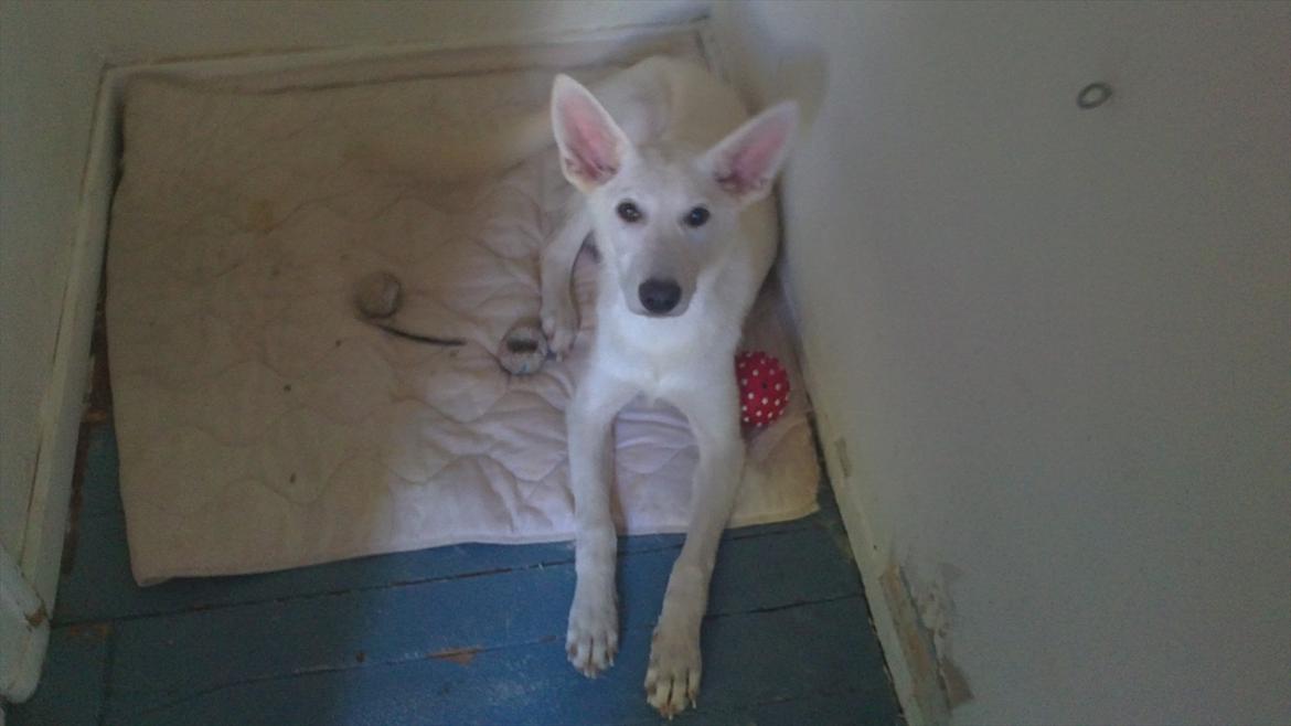 Hvid schæfer Sandy - Så tror jeg lige jeg tage en lille lur. billede 2