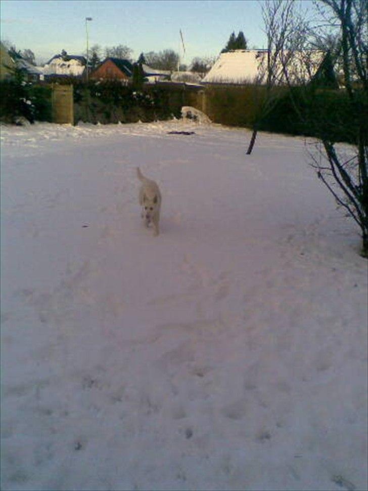 Hvid schæfer Sandy - Far kalte, må heller skynde mig. billede 3