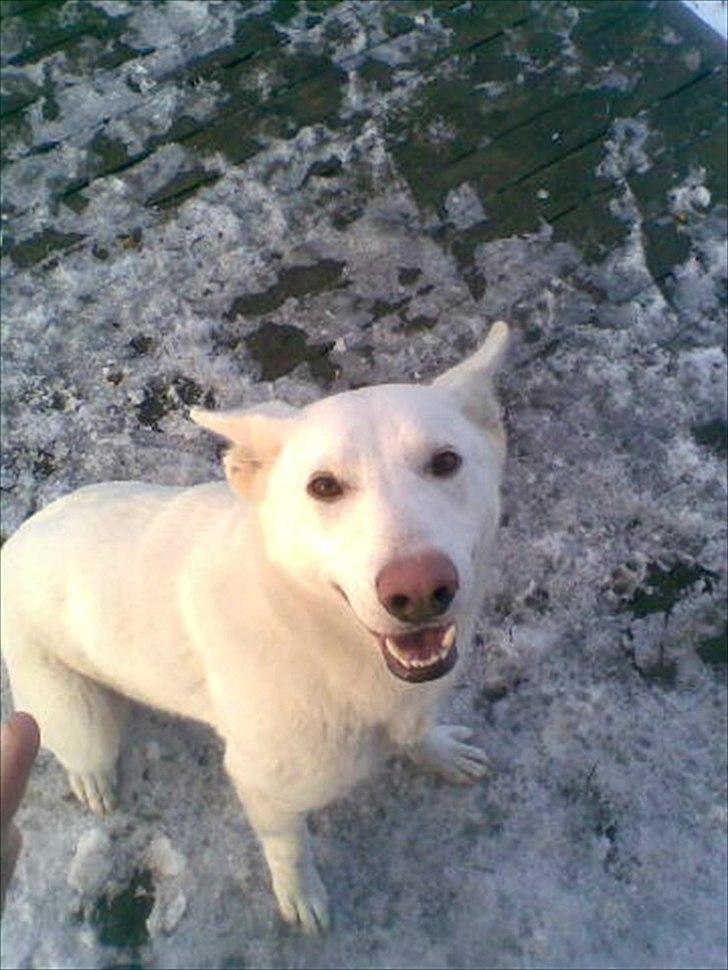 Hvid schæfer Sandy - Så er jeg her far. billede 4