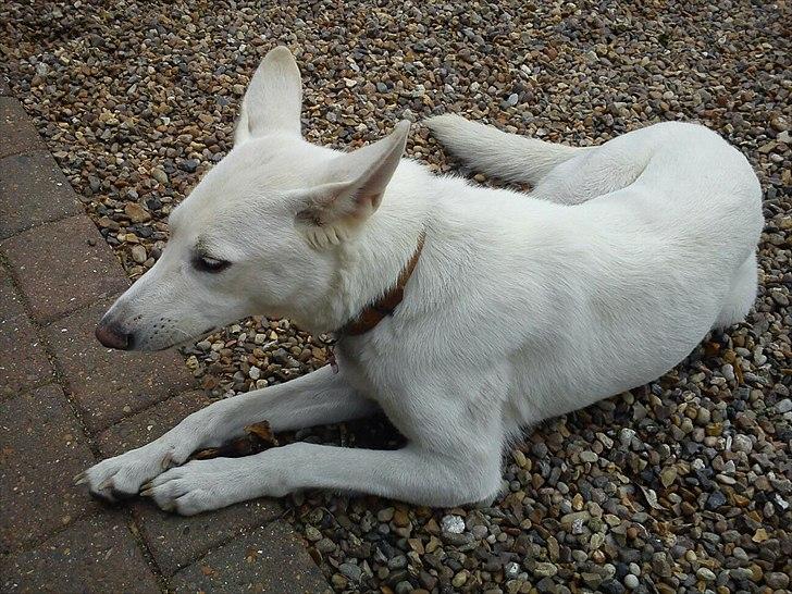 Hvid schæfer Sandy - Ligger lige og nyder solen. billede 5
