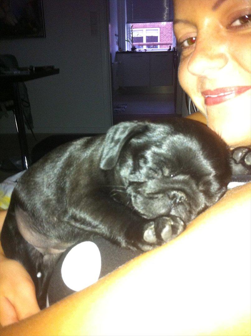 Mops Theia (Zita) billede 10