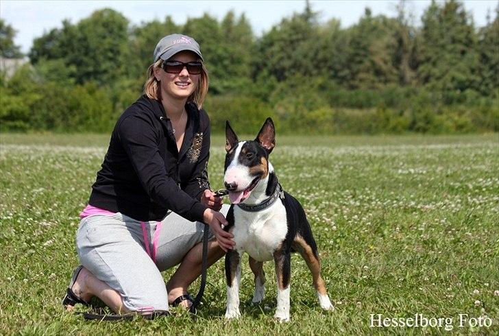 Bullterrier Pablo - Pablo 1 år og en mdr. billede 3