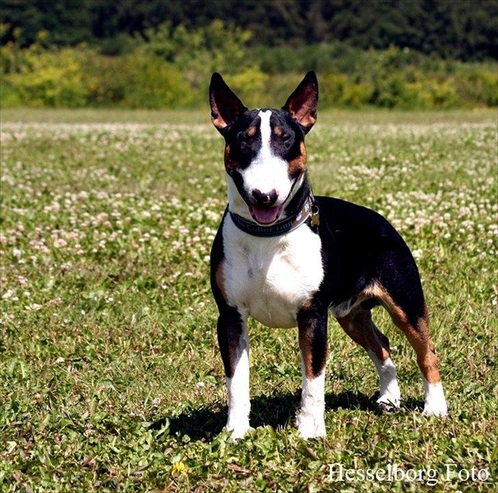 Bullterrier Pablo - Pablo 1 år og en mdr. billede 1