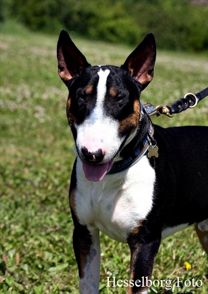 Bullterrier Pablo - Pablo 1 år og en mdr. billede 2