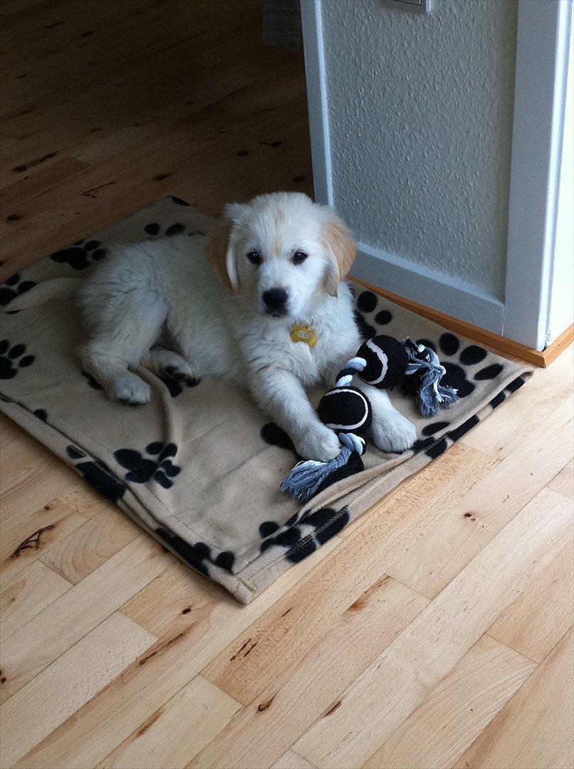 Golden retriever Carlo - Lidt fotogen har man jo lov at være :) billede 2