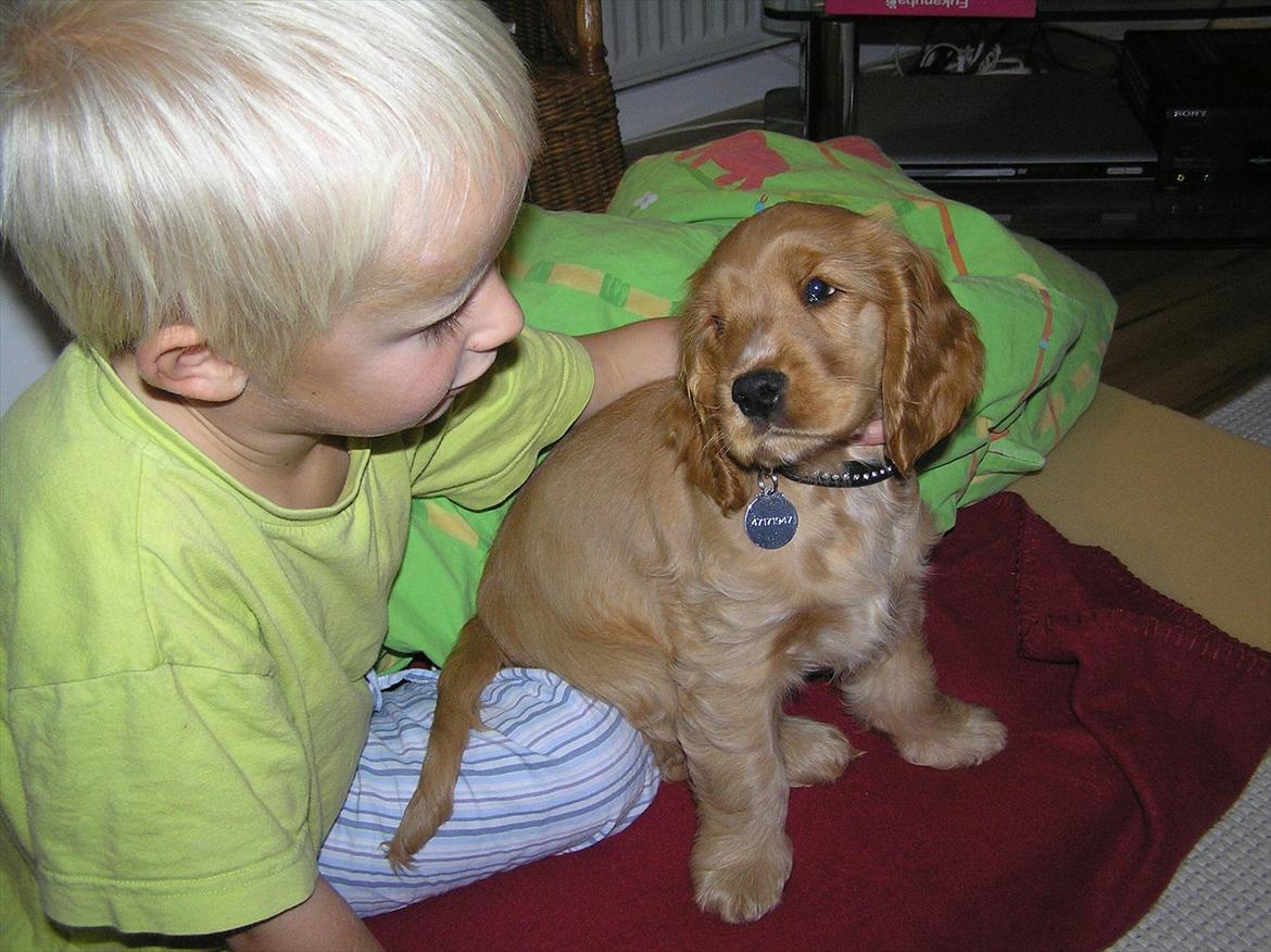 Cocker spaniel Amber rose (Trille) - Hvalp. billede 2