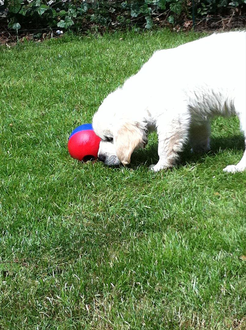 Golden retriever Carlo - Carlo igang med at få middagsmaden ud af aktivitetsbolden. billede 3