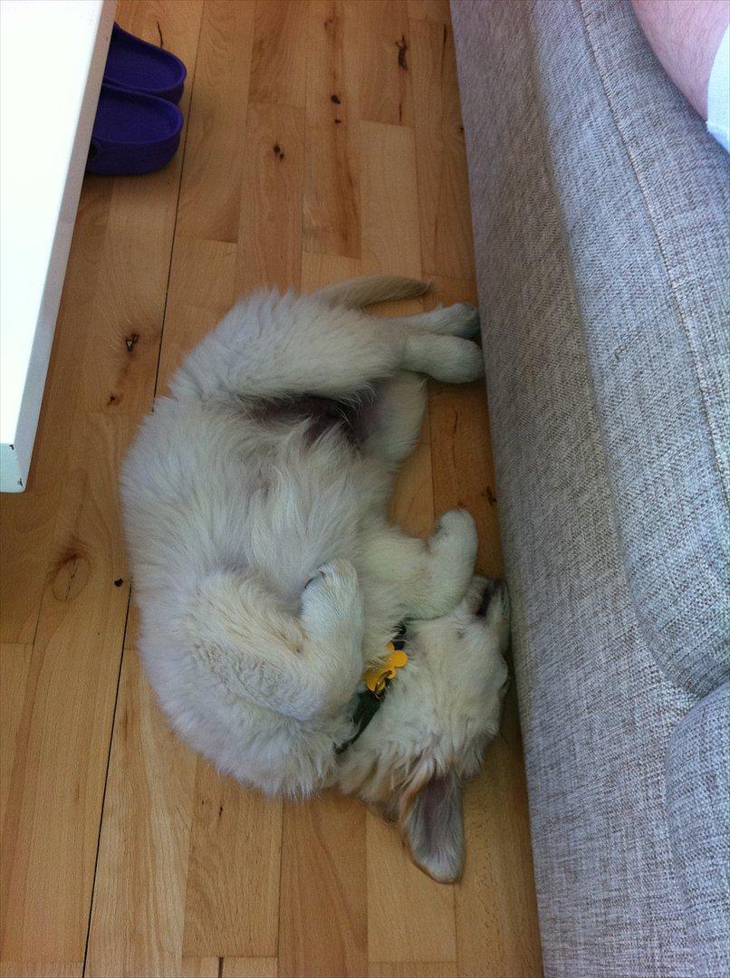 Golden retriever Carlo - Man sover bedst på ryggen :) billede 4