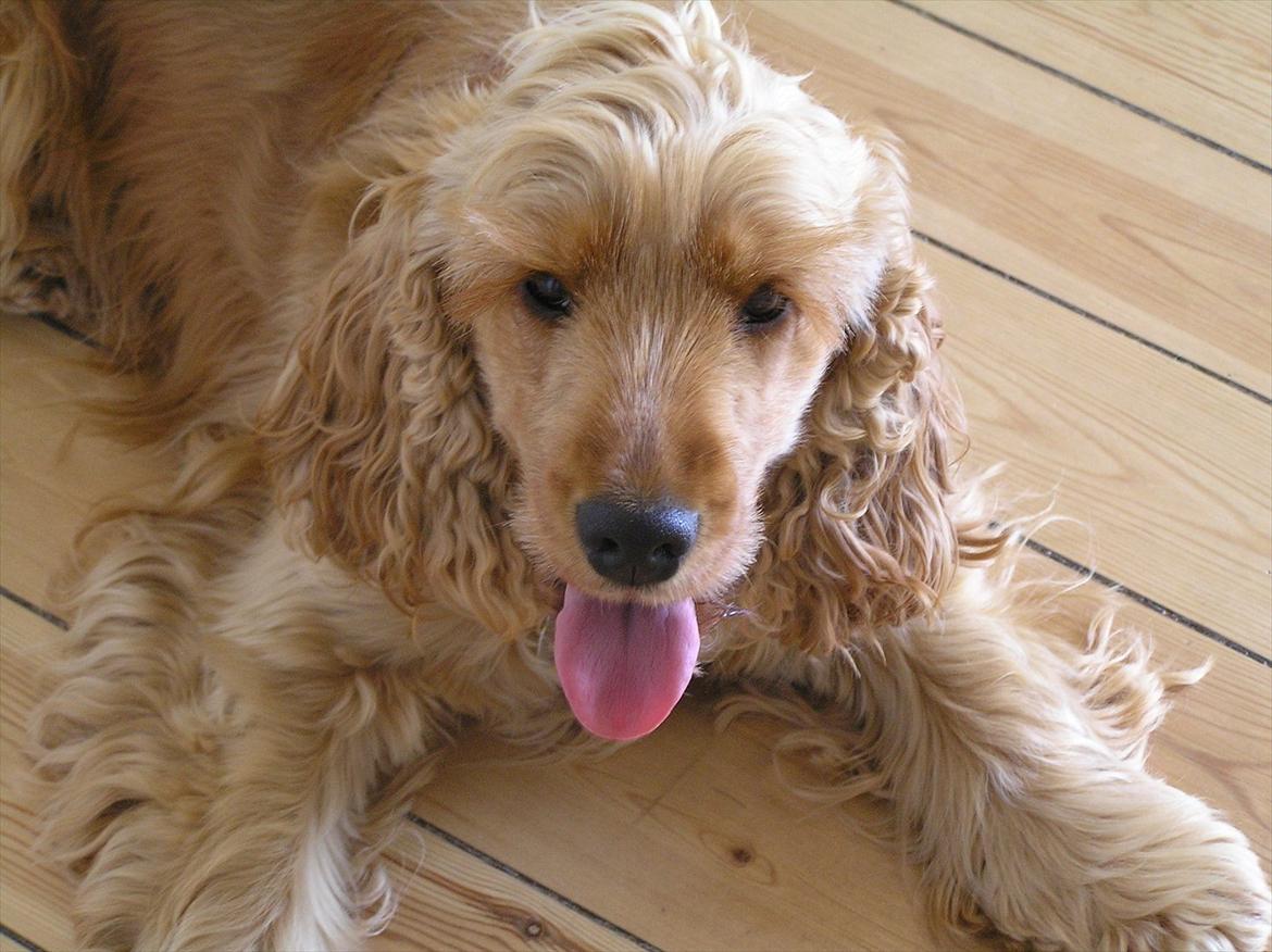 Cocker spaniel Amber rose (Trille) - Træt :-) billede 3
