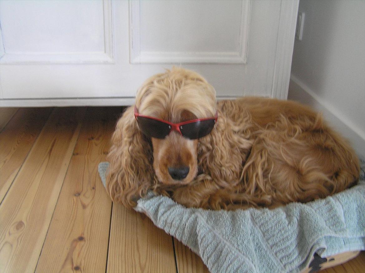 Cocker spaniel Amber rose (Trille) - Hun er en hård en :-D billede 4