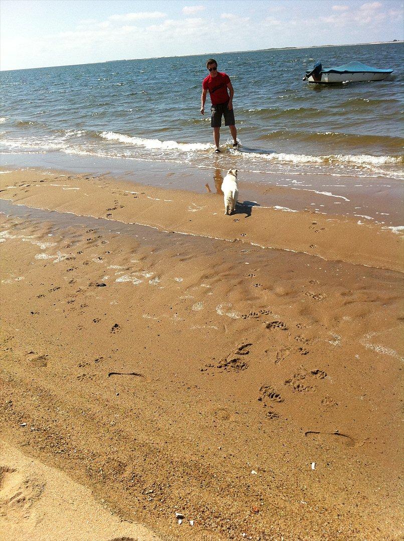 Golden retriever Carlo - Første strandtur... Det med sand og vand, det er bare lige Carlo... billede 5