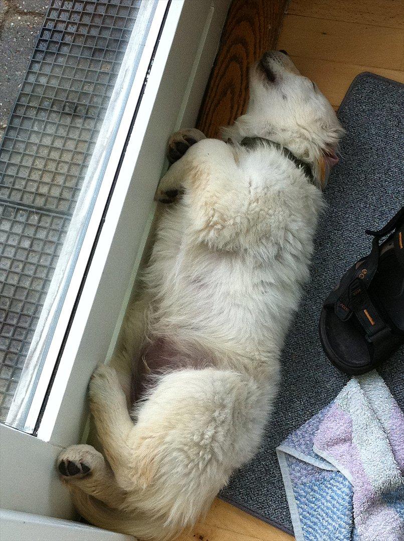 Golden retriever Carlo - Træt hvalp! billede 6