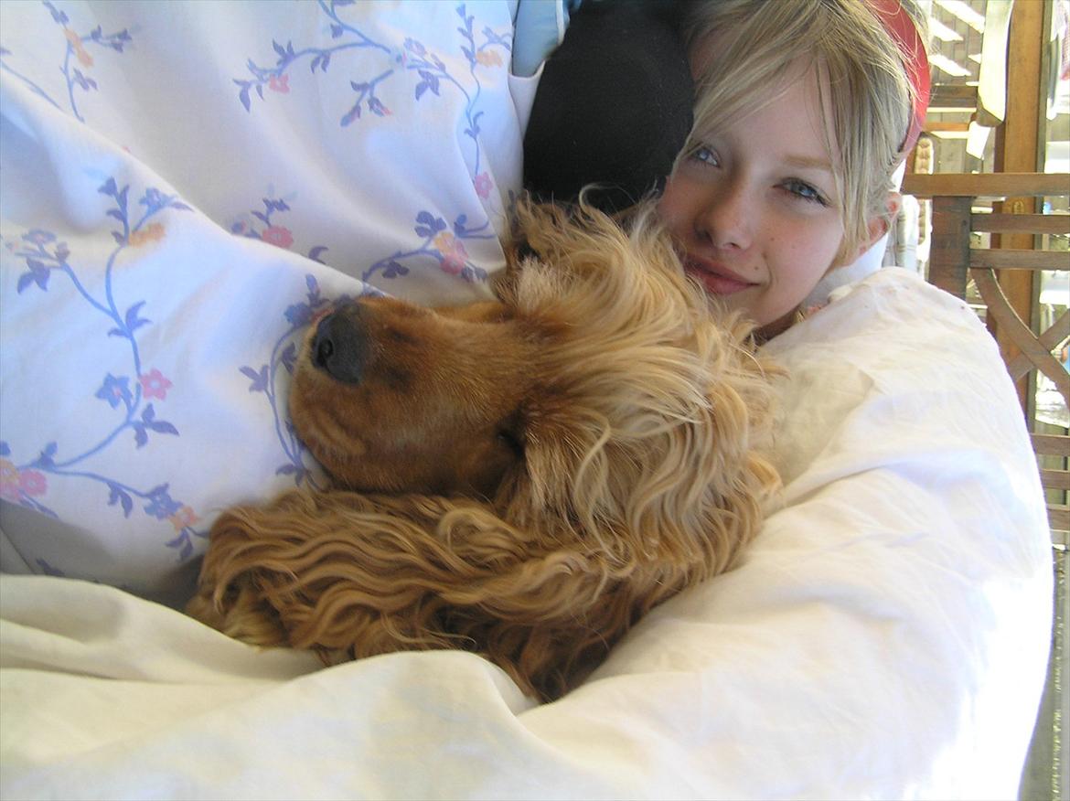 Cocker spaniel Amber rose (Trille) - Sleepy dog, sweet dog.  billede 5