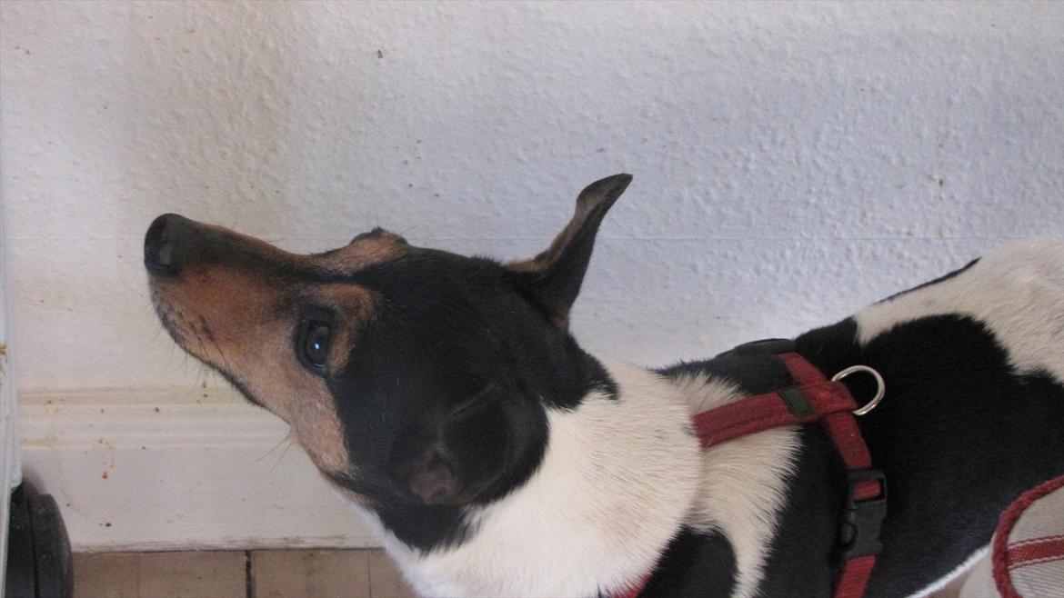 Jack russell terrier Nuser billede 17