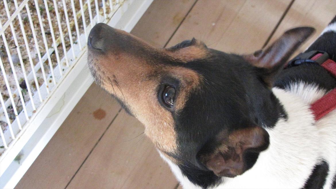 Jack russell terrier Nuser billede 18