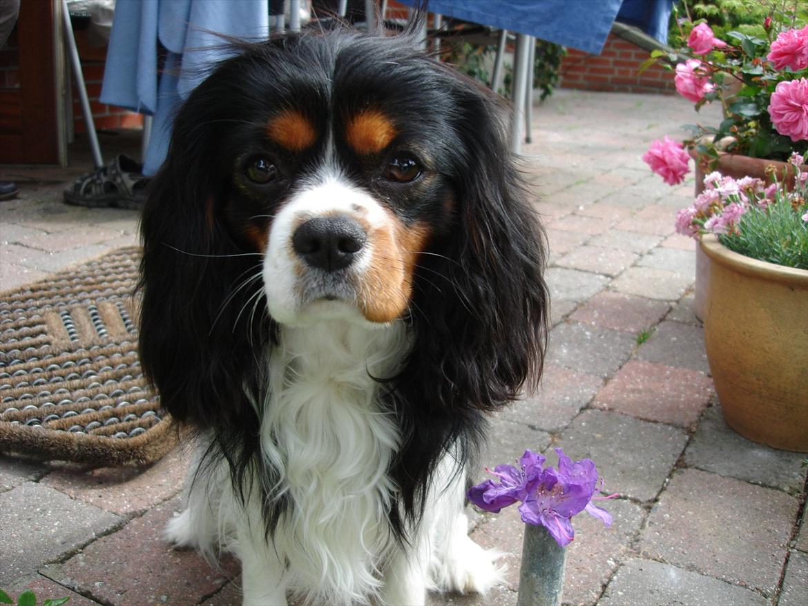 Cavalier king charles spaniel Thor (lille Thor) billede 19