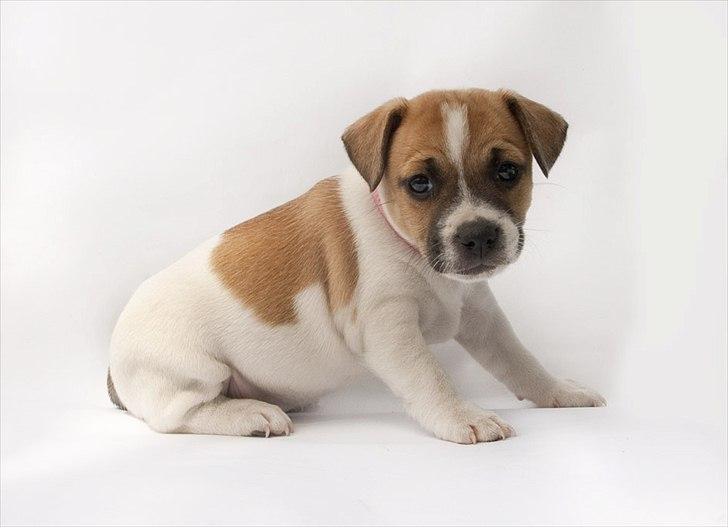 Blanding af racer Bianca - Bianca som model, d. 09.07.11 billede 8