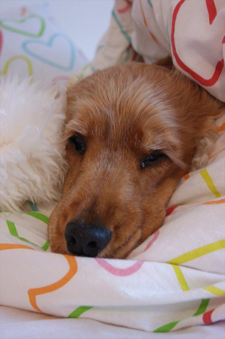 Cocker spaniel Amber rose (Trille) - How beautiful can you look, my girl. billede 6