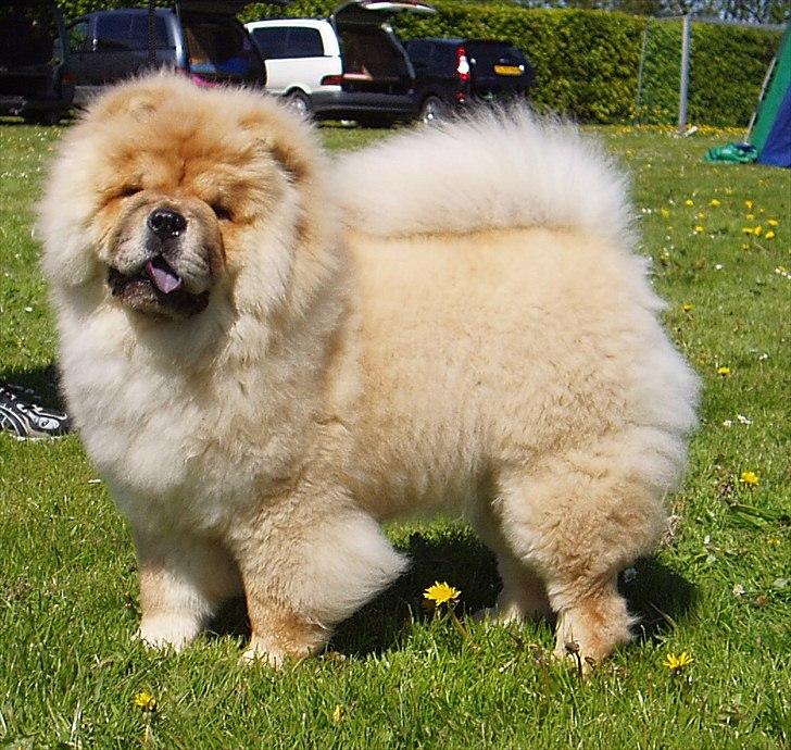 Chow chow Sikka / Rossy Spirit - Fjellerad Udstilling - efter det hårde arbejde =) billede 13