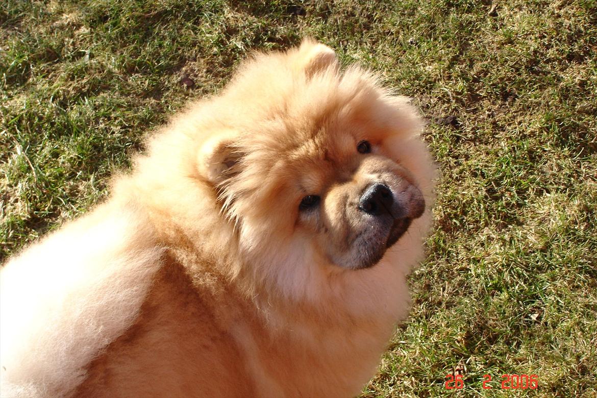 Chow chow Sikka / Rossy Spirit - Nuurh hvor er du kær, Sikka! =) billede 14