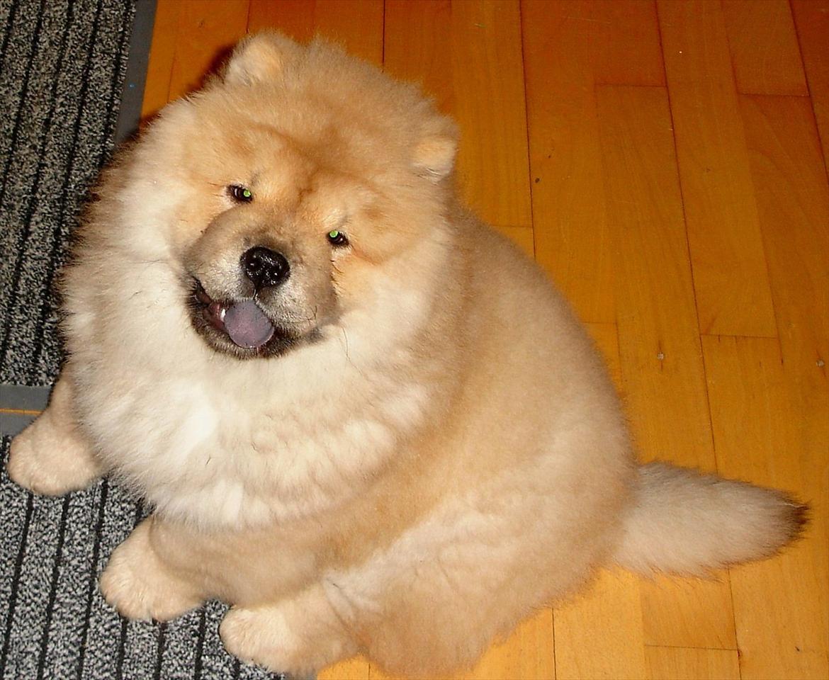 Chow chow Sikka / Rossy Spirit - Sikka ber' om at komme ud :b billede 15