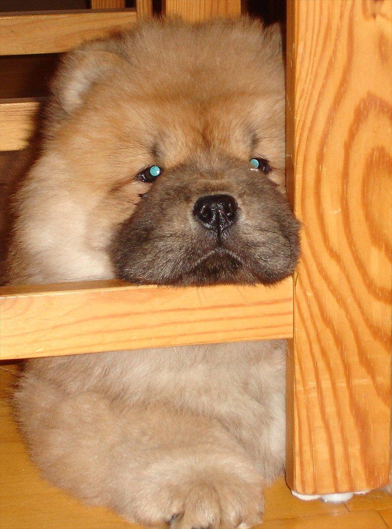 Chow chow Sikka / Rossy Spirit - Her kan hun ligge under stolen og holde øje med os! :b billede 16