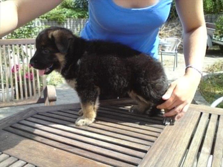 Schæferhund Kiamis Fahra (Mor´s hund) - En meget lille Fahra i stand! billede 17