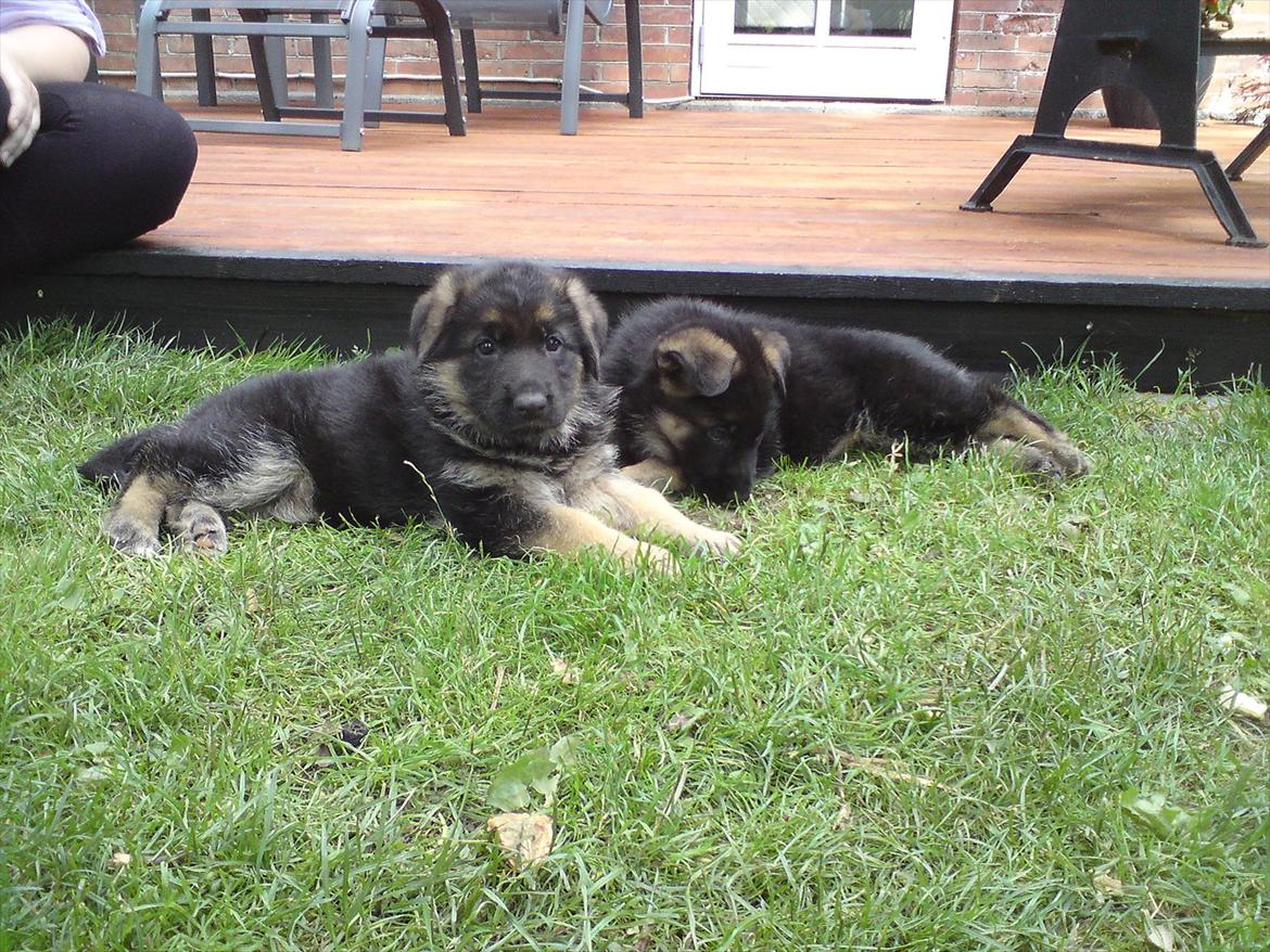 Schæferhund Kiamis Fahra (Mor´s hund) - Fahra i forgrunden og hendes kuldsøster Fiona, her er de blot 6 uger.:) billede 18