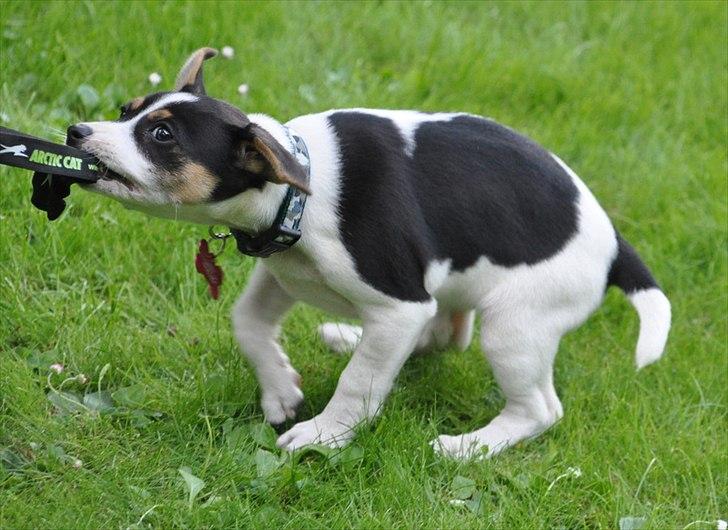 Dansk svensk gaardhund Stella <3 - Smukke Stella <3  billede 6