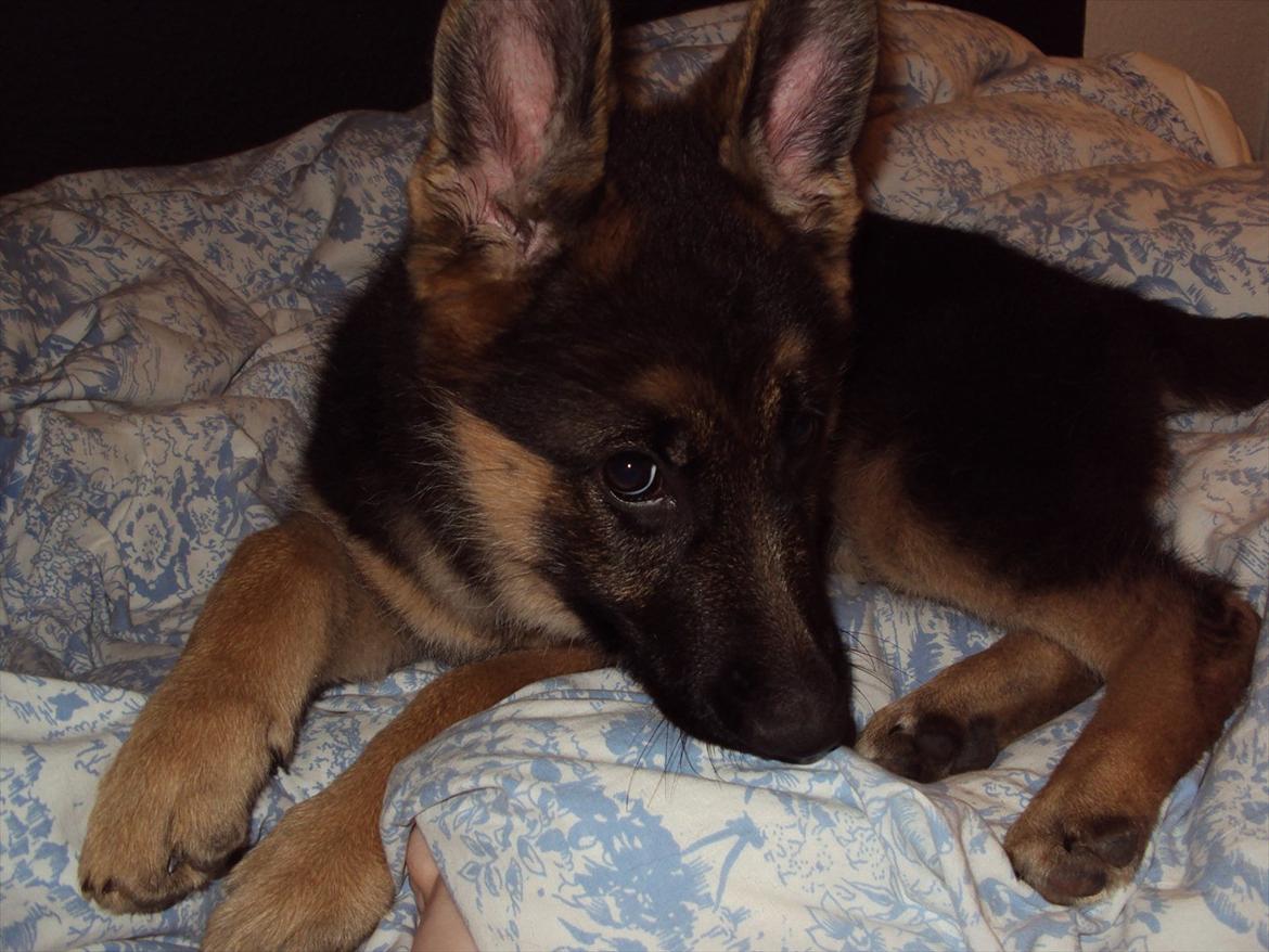 Schæferhund Kiamis Fahra (Mor´s hund) - Hun nyder rigtig den dyne!.;) billede 19