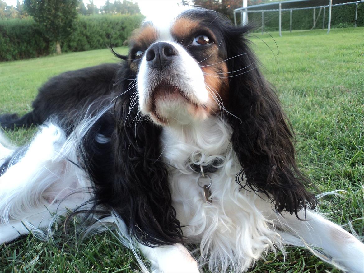 Cavalier king charles spaniel Mille billede 12