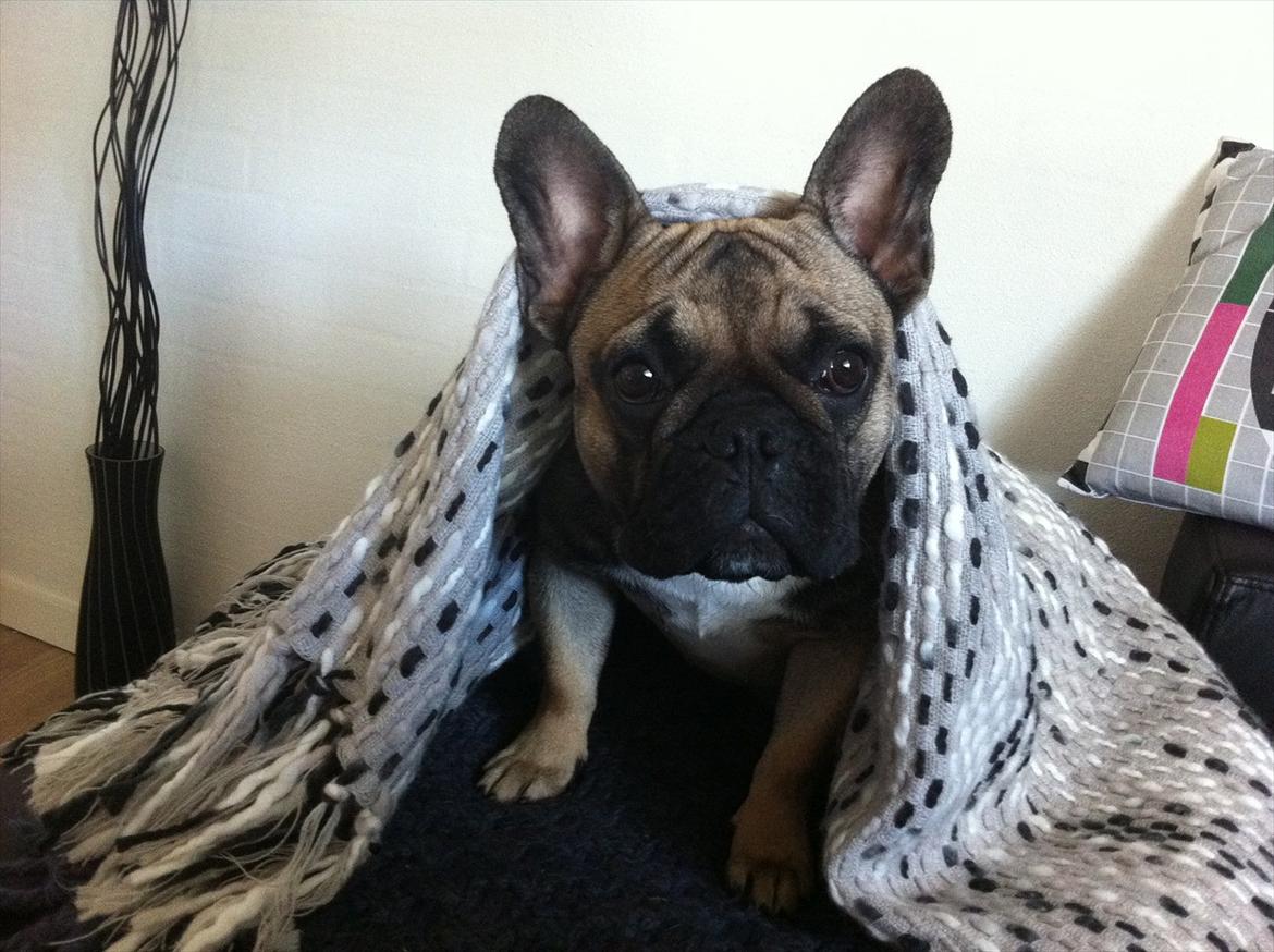 Fransk bulldog Nelly billede 20