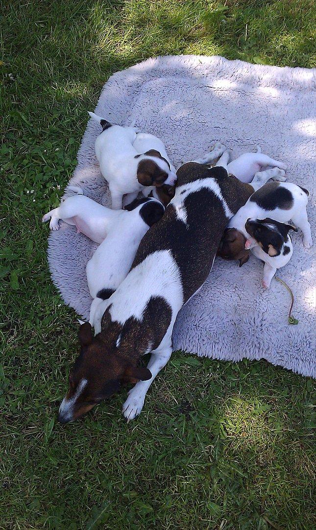 Jack russell terrier Carla - Hygge i haven med babyerne  billede 10