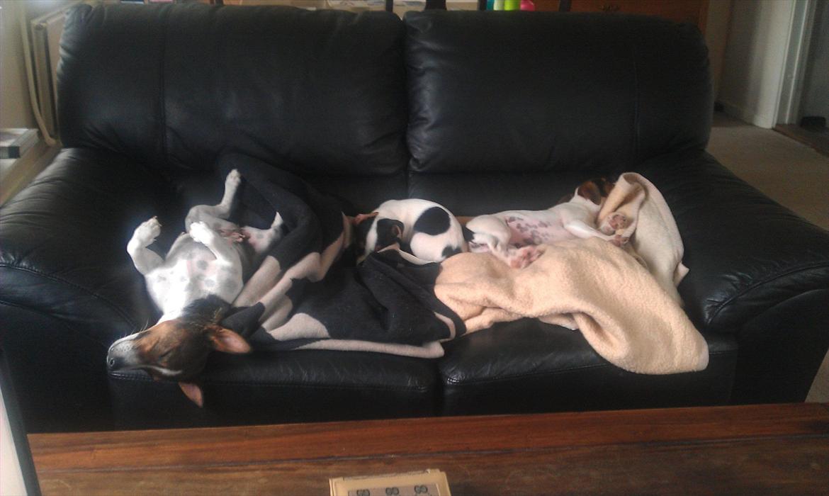 Jack russell terrier Carla - Carla kan lige klare den med hygge på sofaen, med Fiona og Sam billede 11