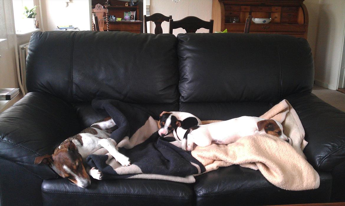 Jack russell terrier Carla - Middags lur med Sam og Fiona billede 12