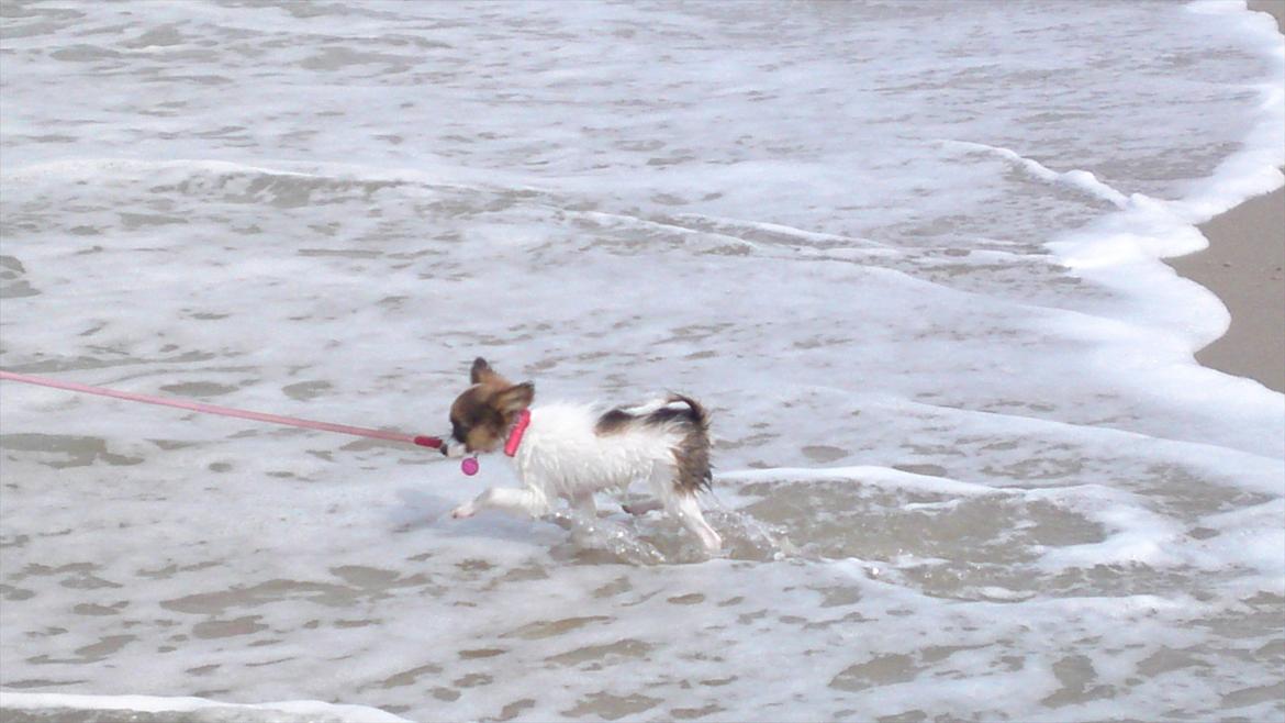 Papillon NA's Molly - ved vandet igen :) 
9/7-2011 billede 10