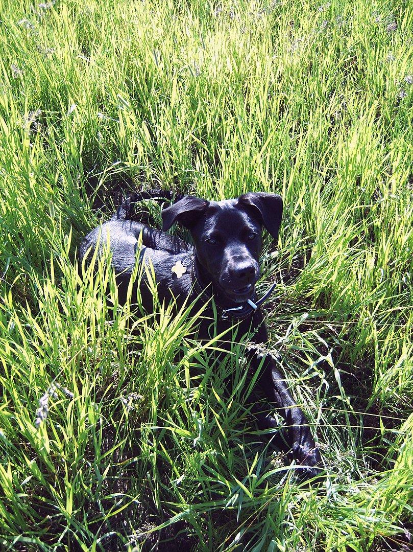 Blanding af racer Labrador/Samojede; Gia billede 11