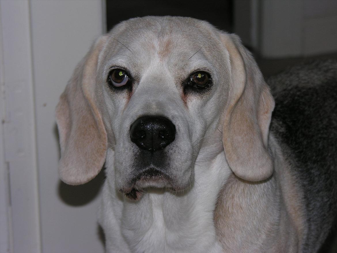 Beagle Sydney billede 1