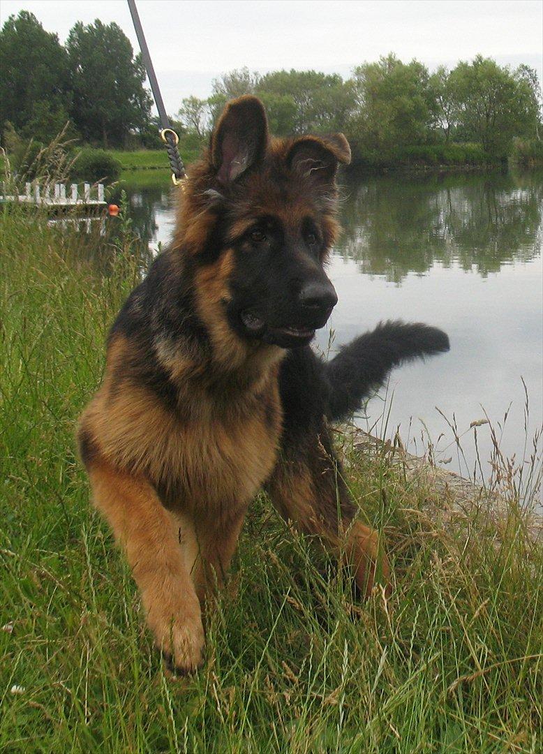 Schæferhund Akacias Quando - Fanget i det perfekte øjeblik med kameraet, ved Vallensbæk sø. billede 14