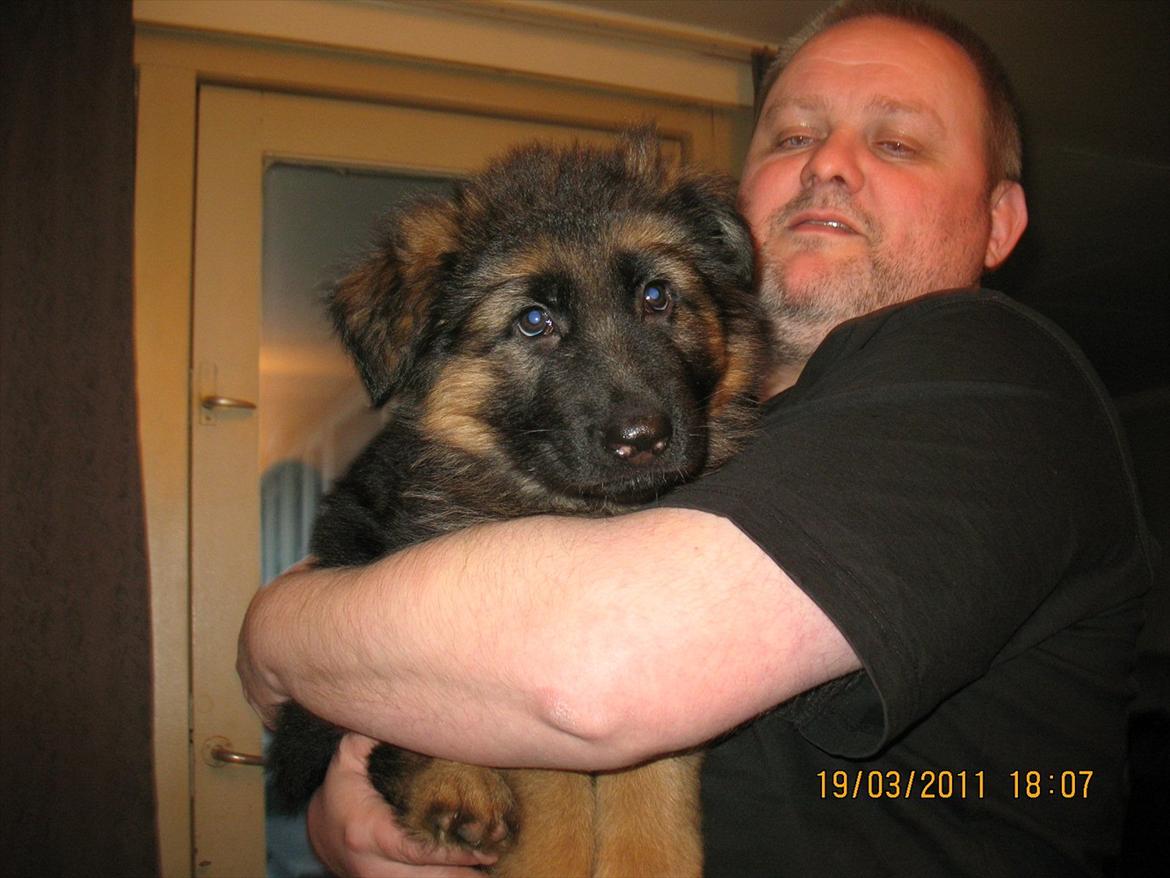 Schæferhund Akacias Quando - Her hænger jeg på armene hos min nye far, lige inden jeg tog med ham hjem. billede 4