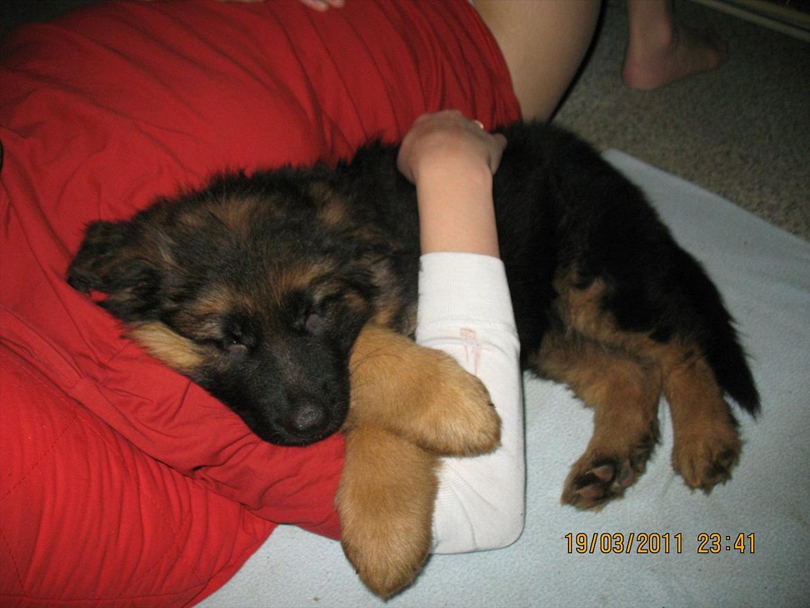 Schæferhund Akacias Quando - Og her er jeg i armene på min nye mor, der skal altså lidt varme til at falde i søvn et nyt og fremmed sted ;) billede 5