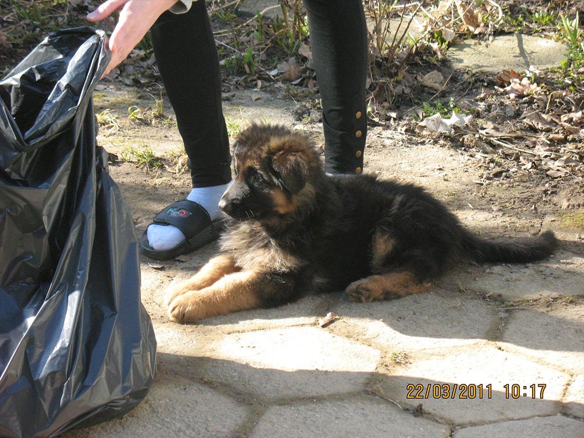 Schæferhund Akacias Quando - Her hjælper jeg min nye mor, med at gøre haven hvalpe klar hehe. billede 6