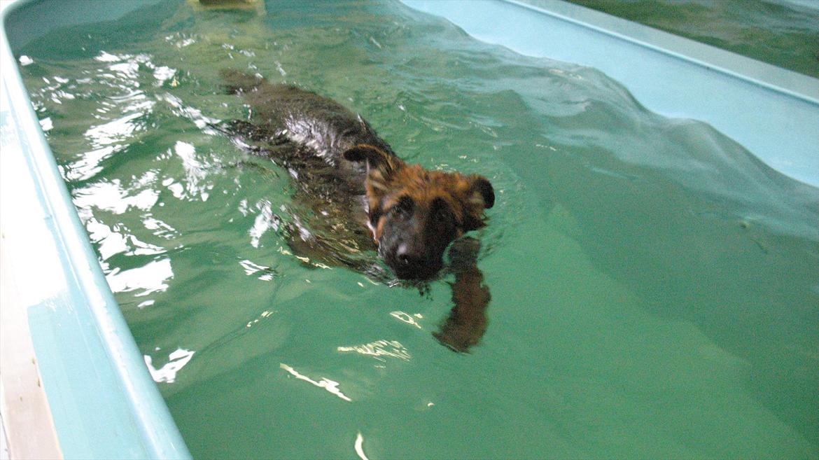 Schæferhund Akacias Quando - En vandhund er man vel altid lidt, ik? billede 7