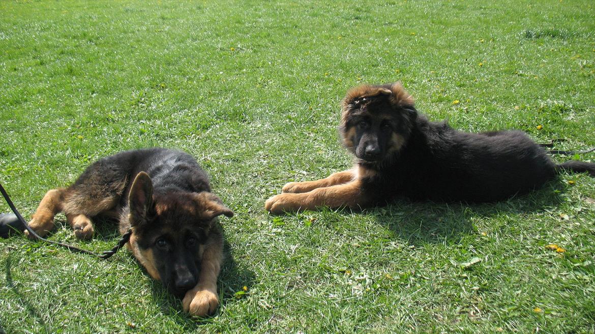 Schæferhund Akacias Quando - Hygge i solen med brormand Mason (det er mig til højre). billede 8
