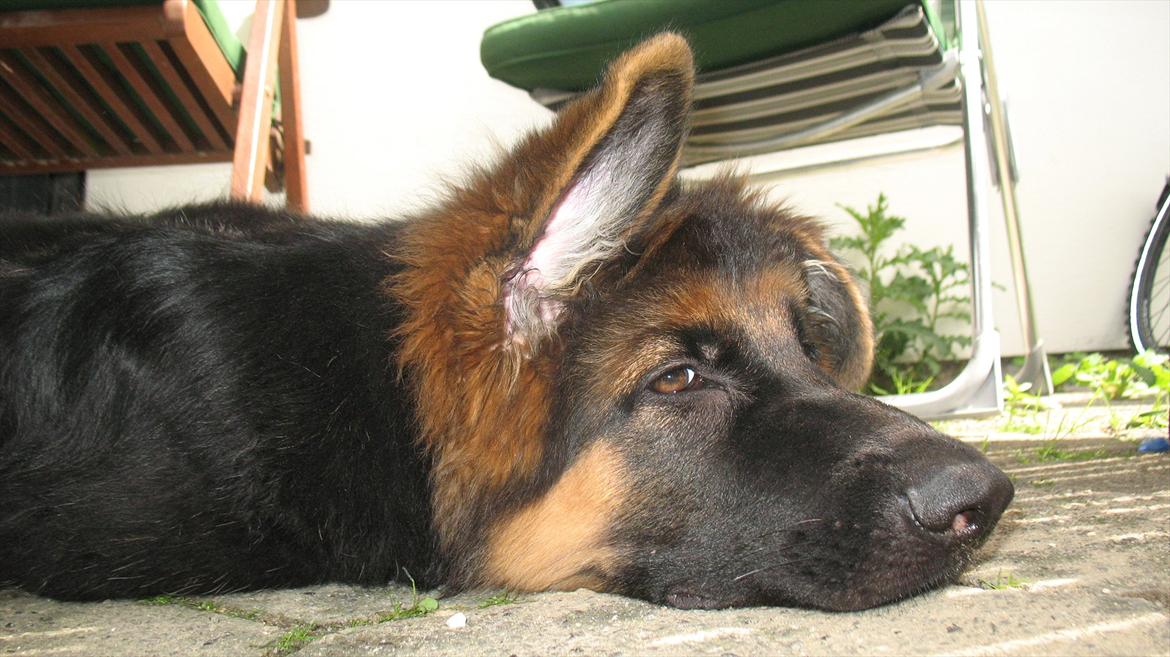 Schæferhund Akacias Quando - Sikke en hede, man orker jo dårligt andet end at ligge her i skyggen. billede 9
